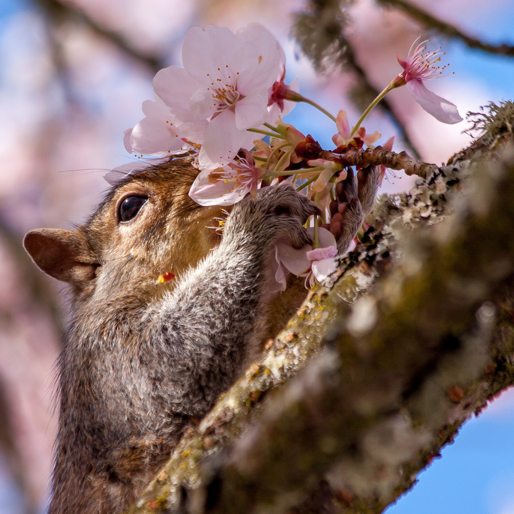 Squirrel sniffing a spring flower on a tree