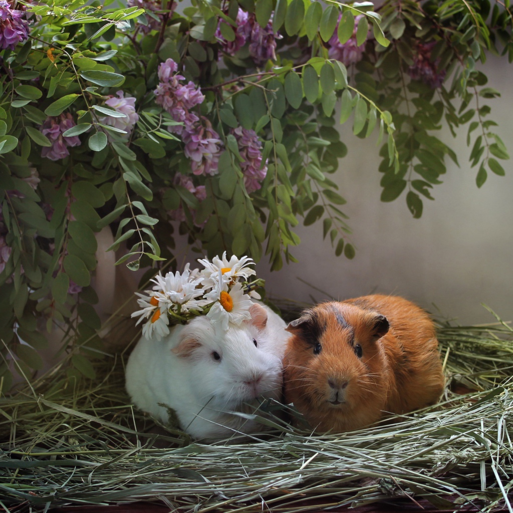 Две морские свинки в гнезде из сена