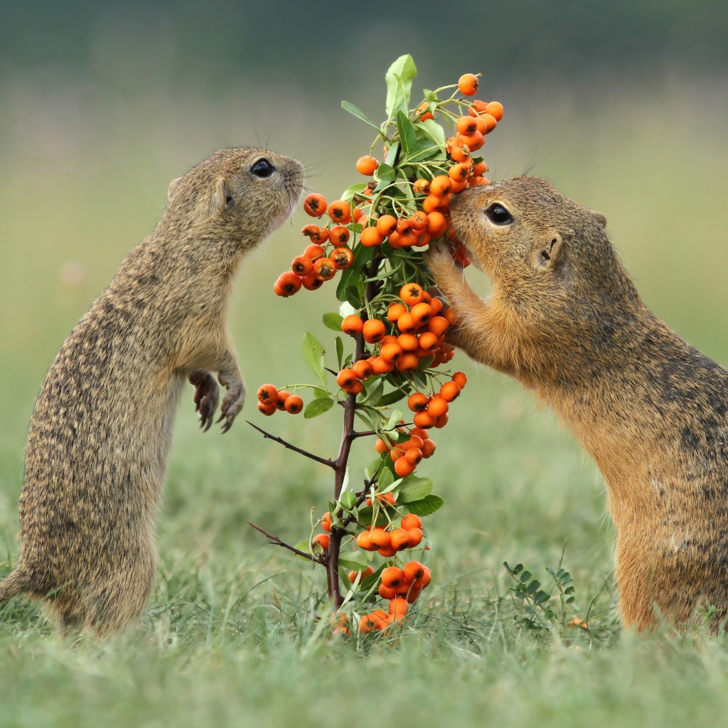 Два маленьких суслика рвут оранжевые ягоды с ветки