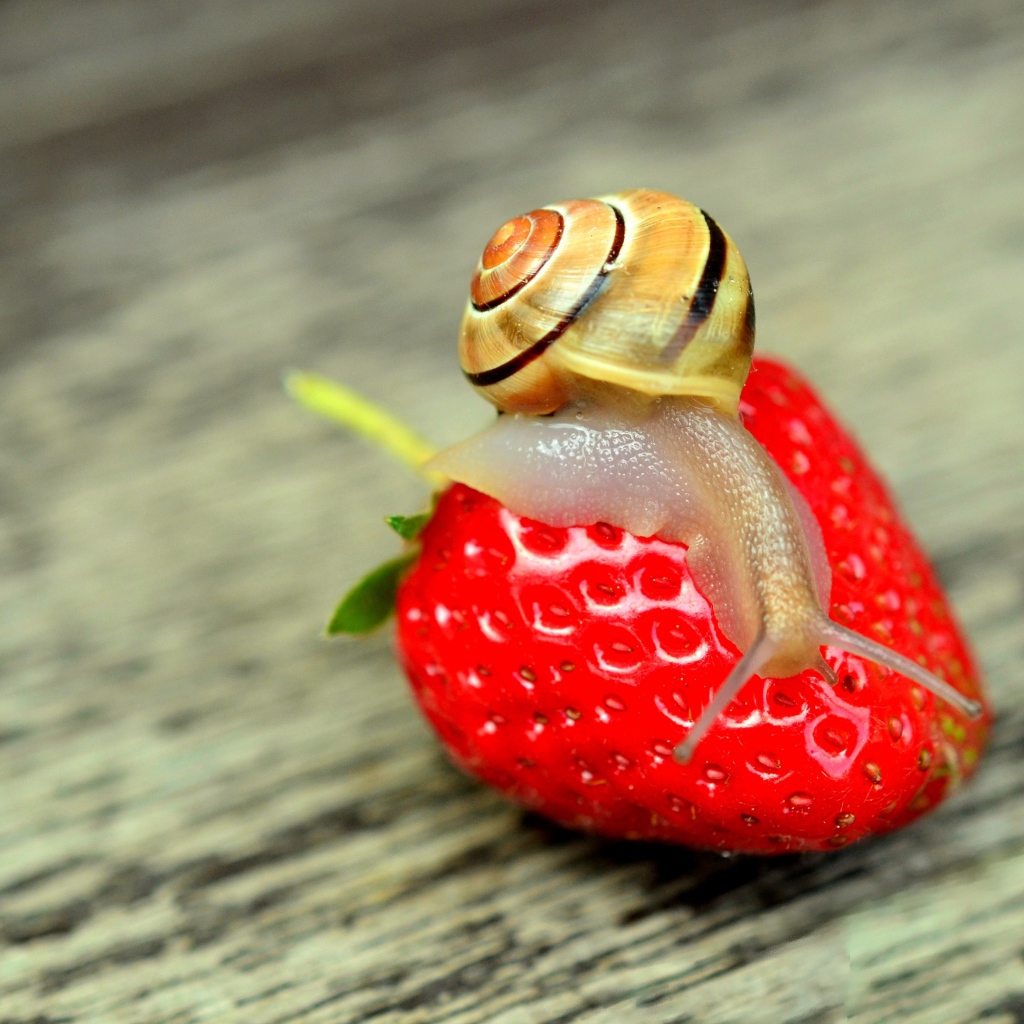 Улитка сидит на красной спелой клубнике