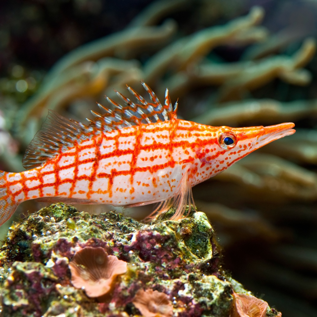 Красивая рыбка Длиннорылый кудрепер под водой