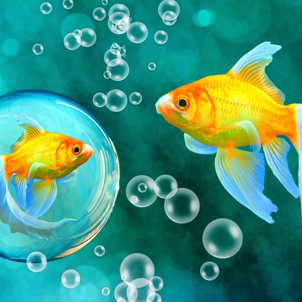 Красивые золотые рыбки под водой 