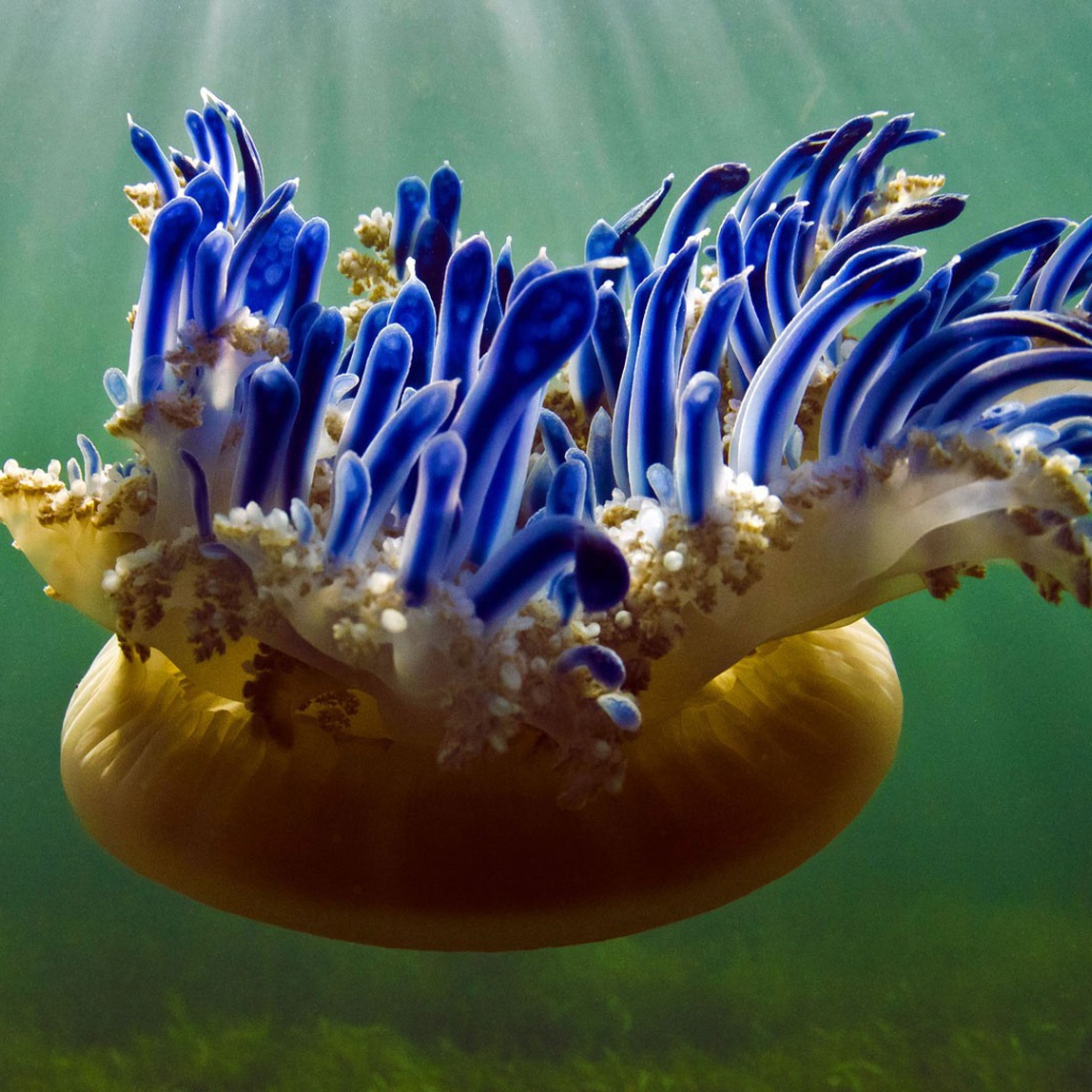 Красивая необычная медуза Кассиопея 