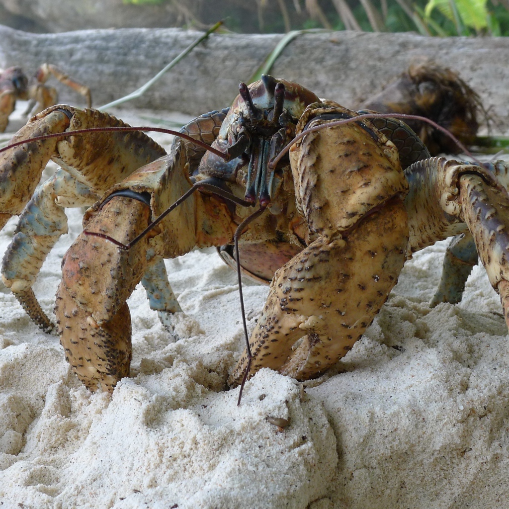Большой краб на песке крупным планом