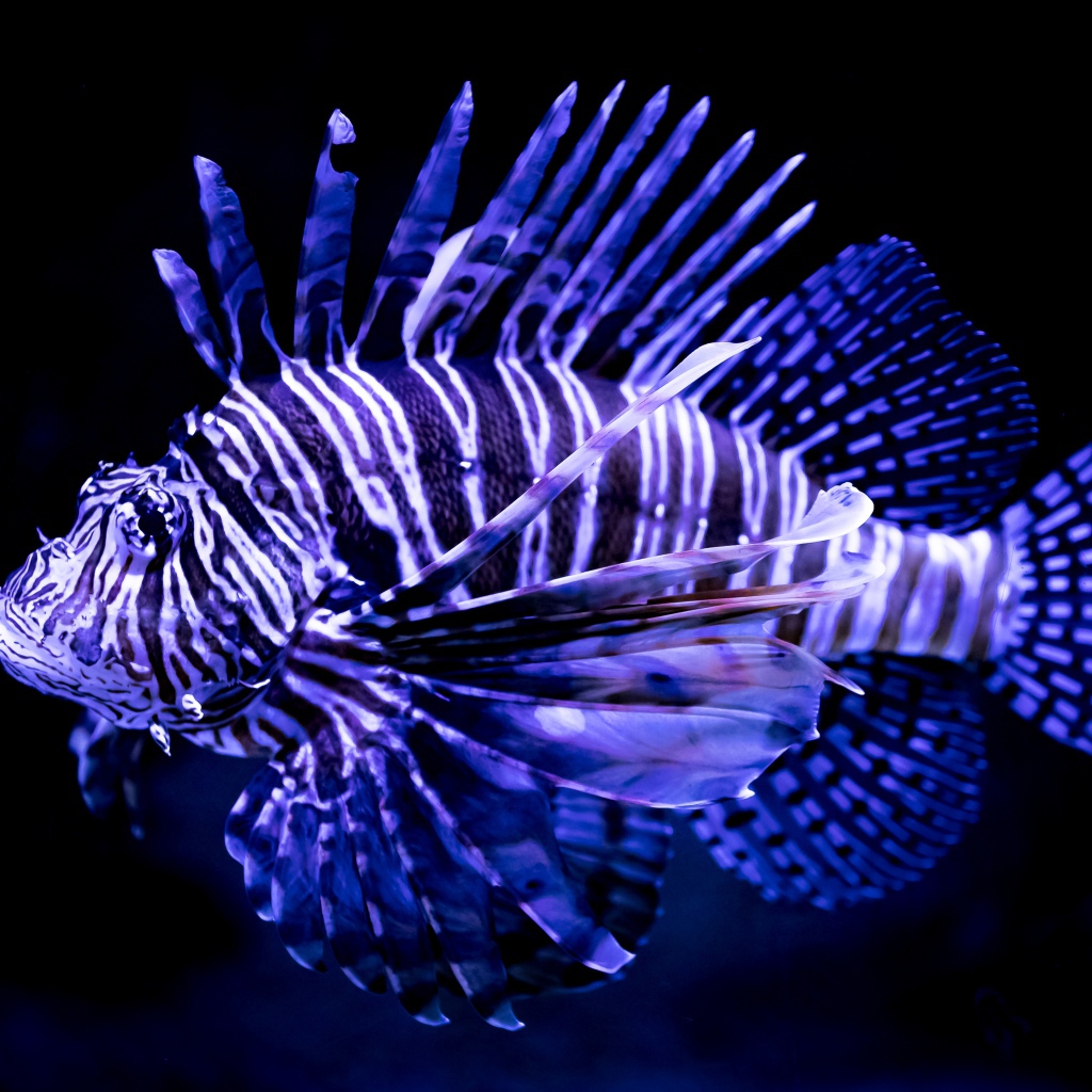 Яркая расцветка рыбы крылатки 