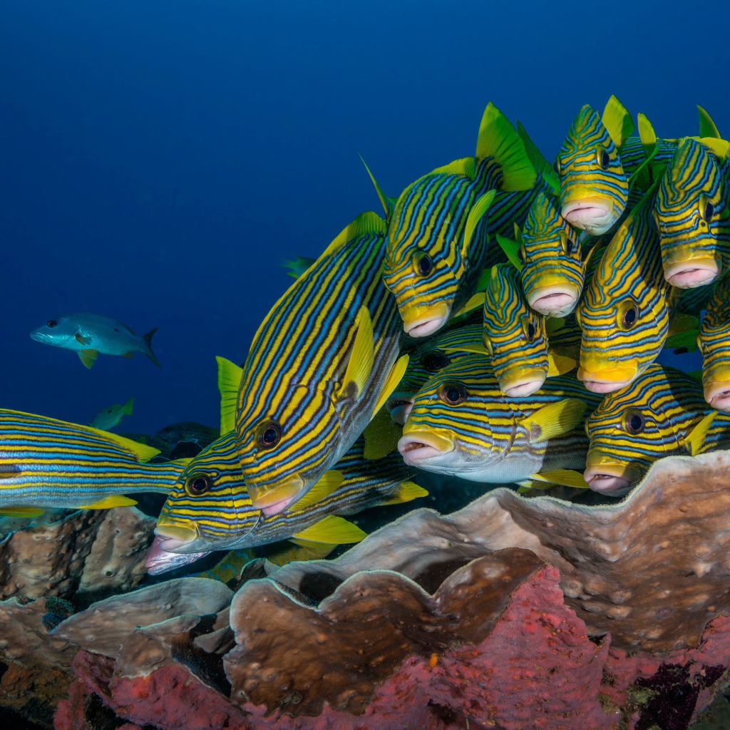 Косяк разноцветных рыб под водой