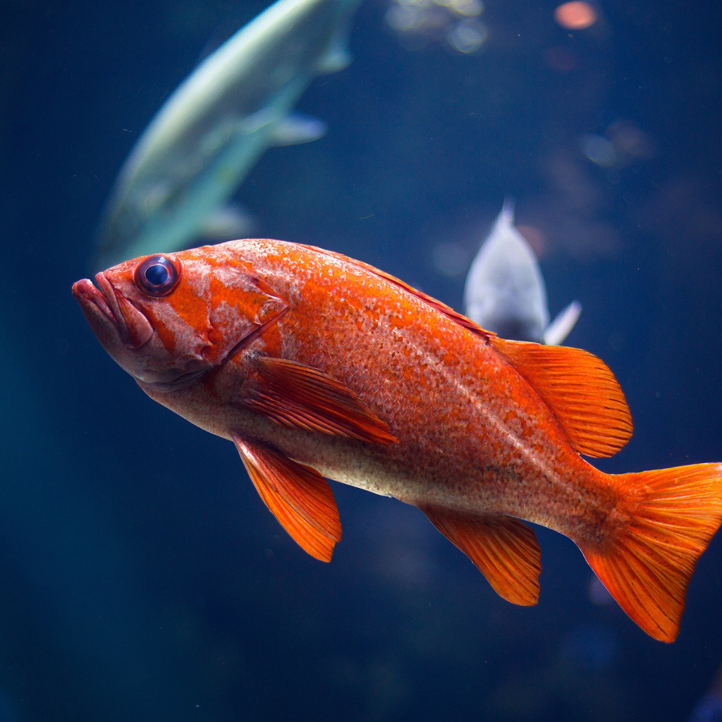 Золотая океаническая рыбка