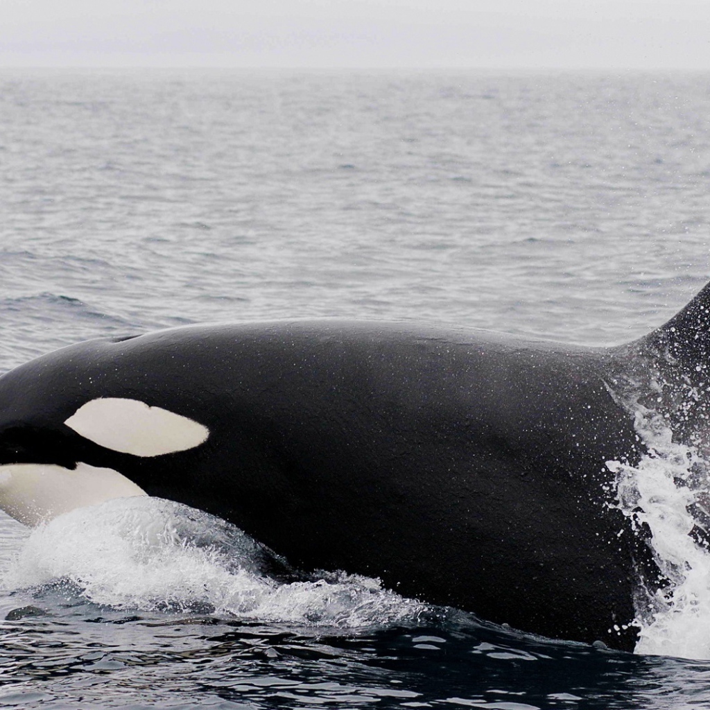 Большая касатка в воде 