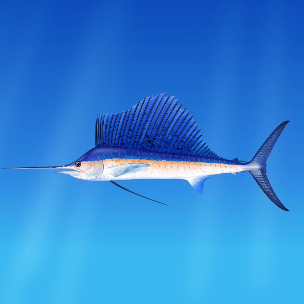 Морская  рыба марлин  на голубом фоне 