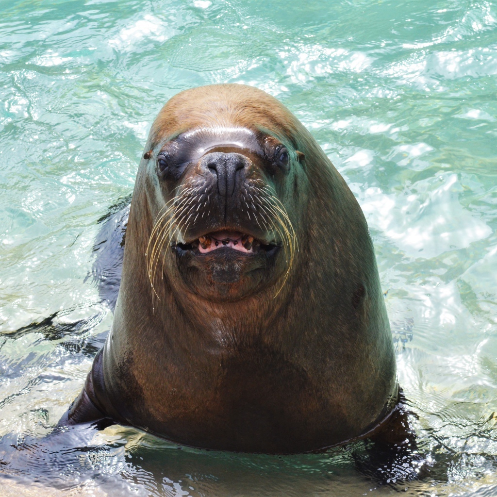 Веселый морской лев в воде 