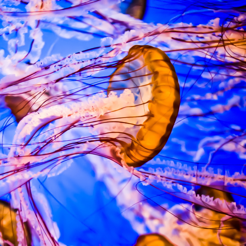 Разноцветные медузы под водой крупным планом