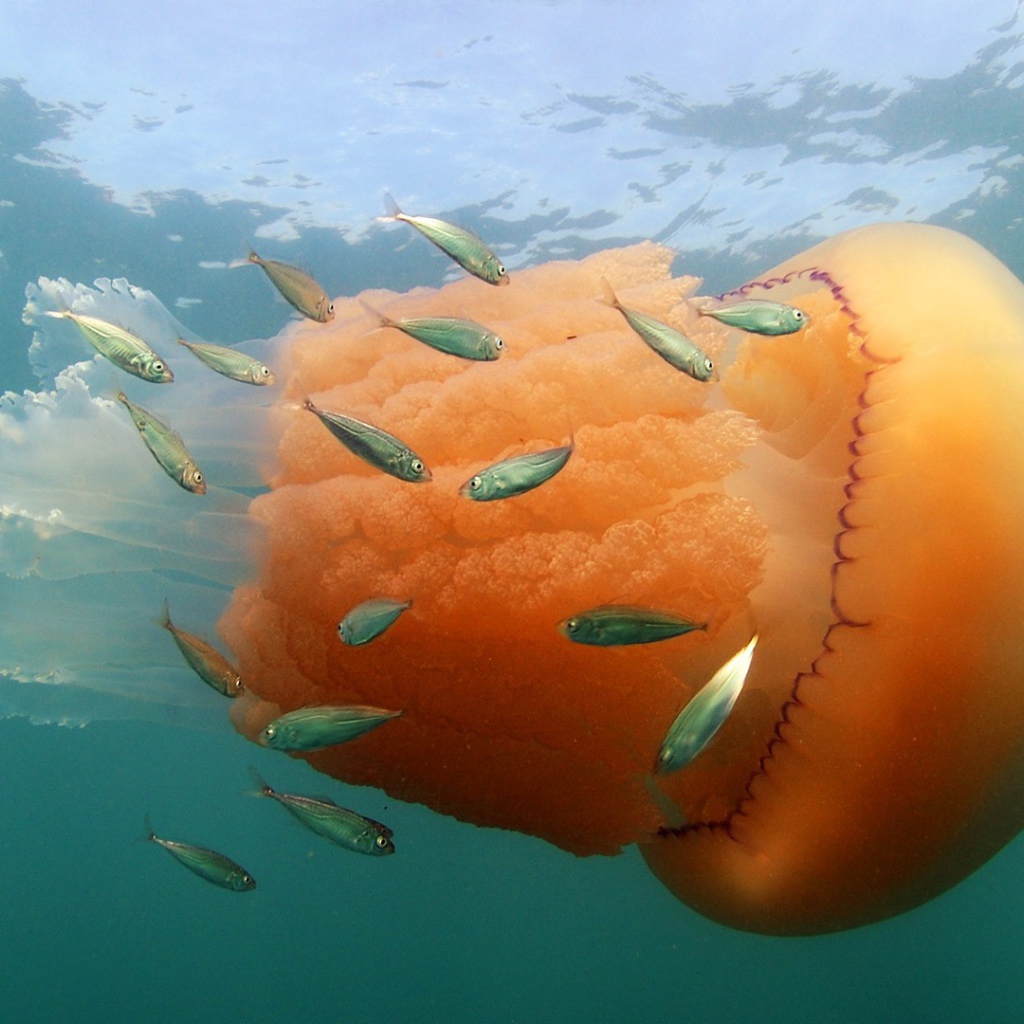 Оранжевая медуза с маленькими рыбками  