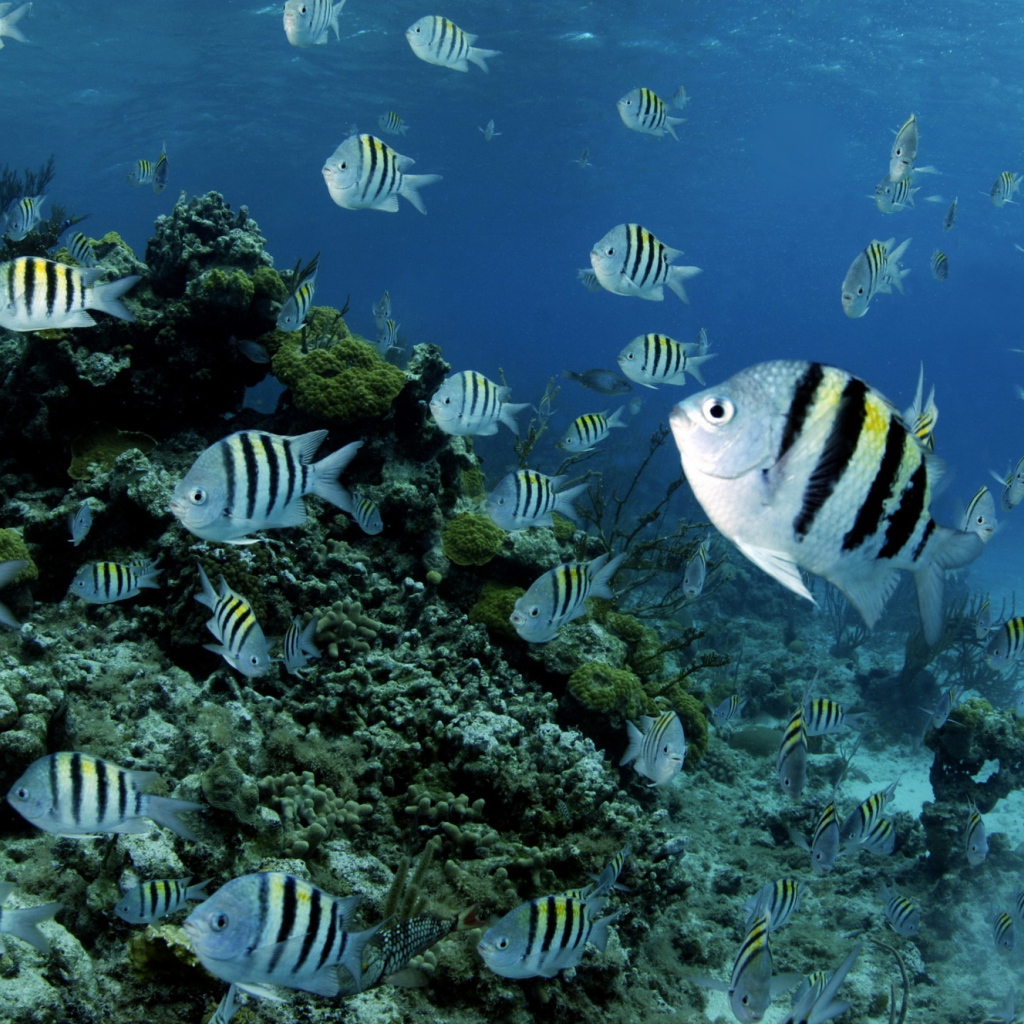 Полосатые рыбки в воде 