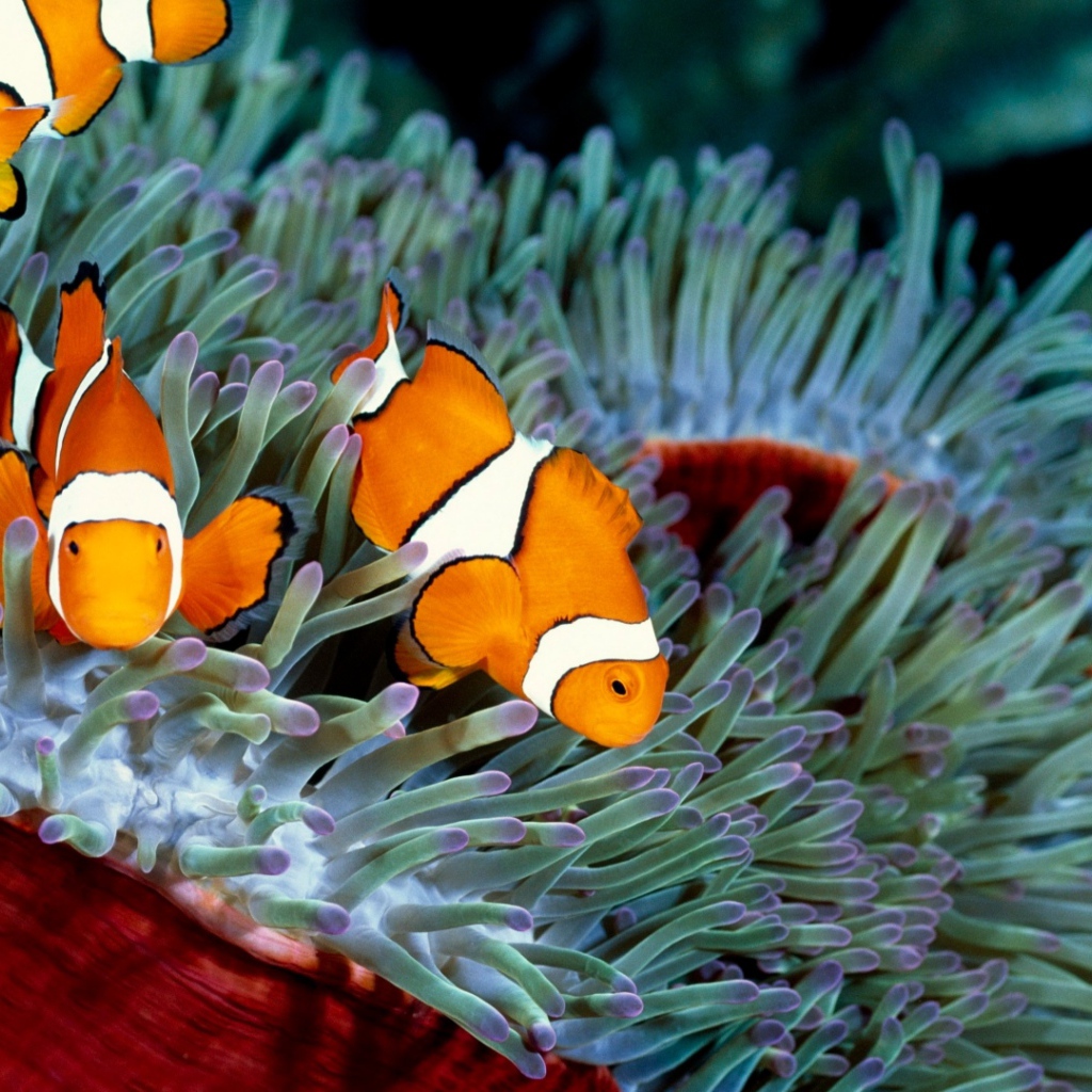 Три рыбы-клоуна в водорослях 