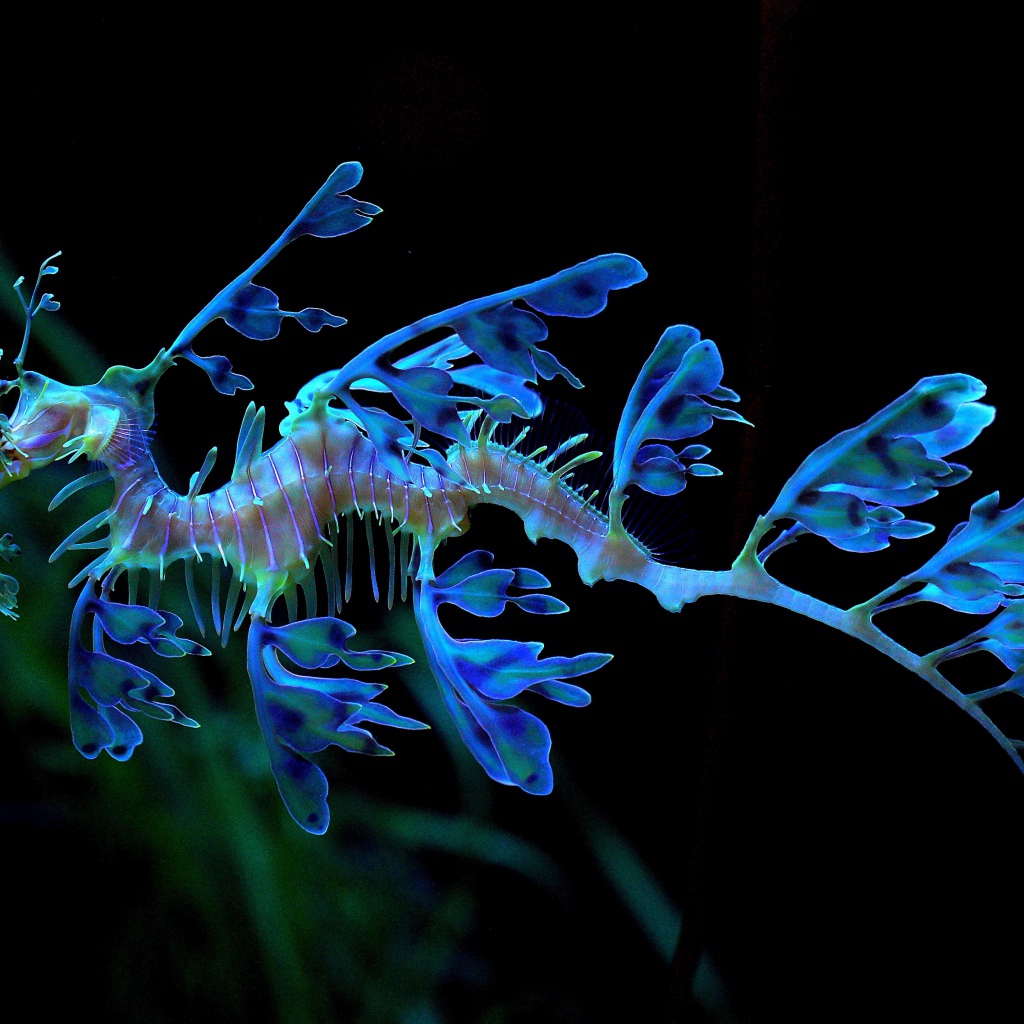 Необычный голубой Морской конёк-тряпичник 