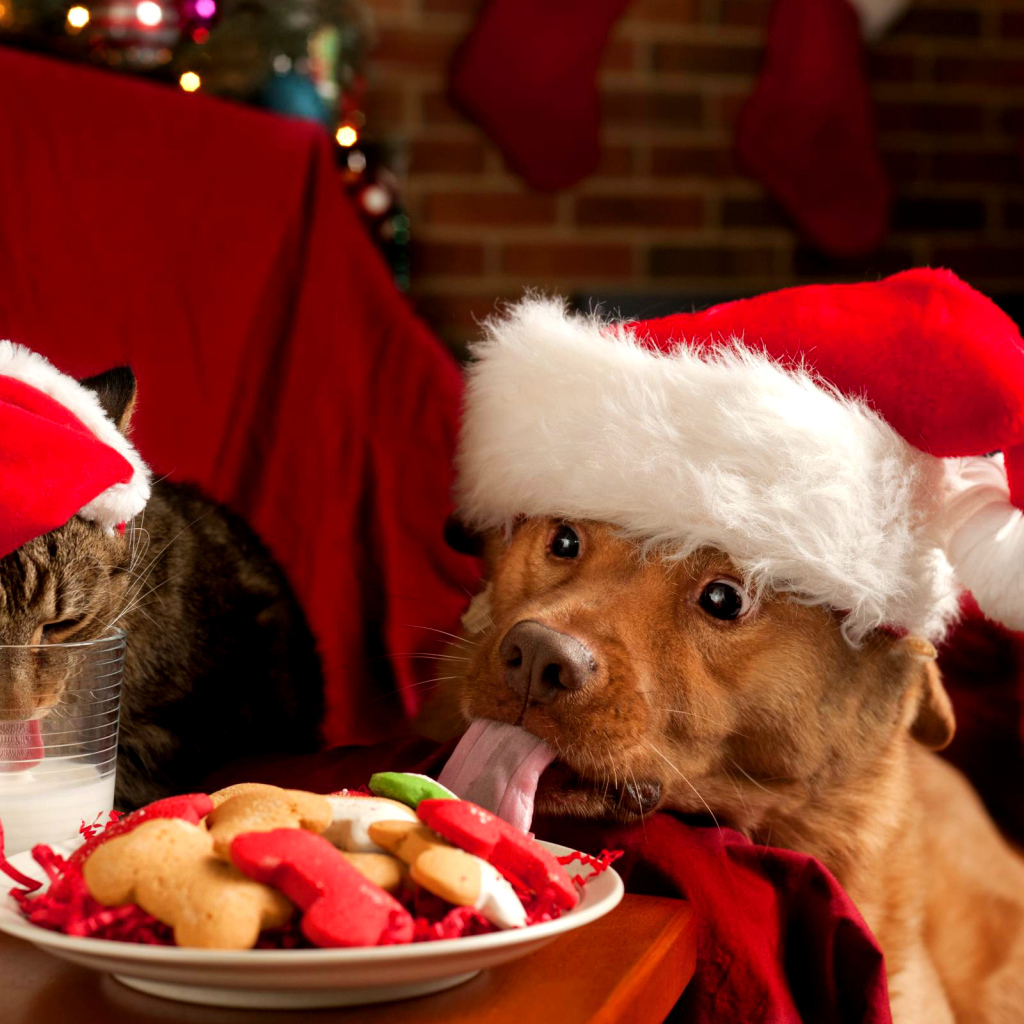 Собака и кот в новогодних костюмах за праздничным столом