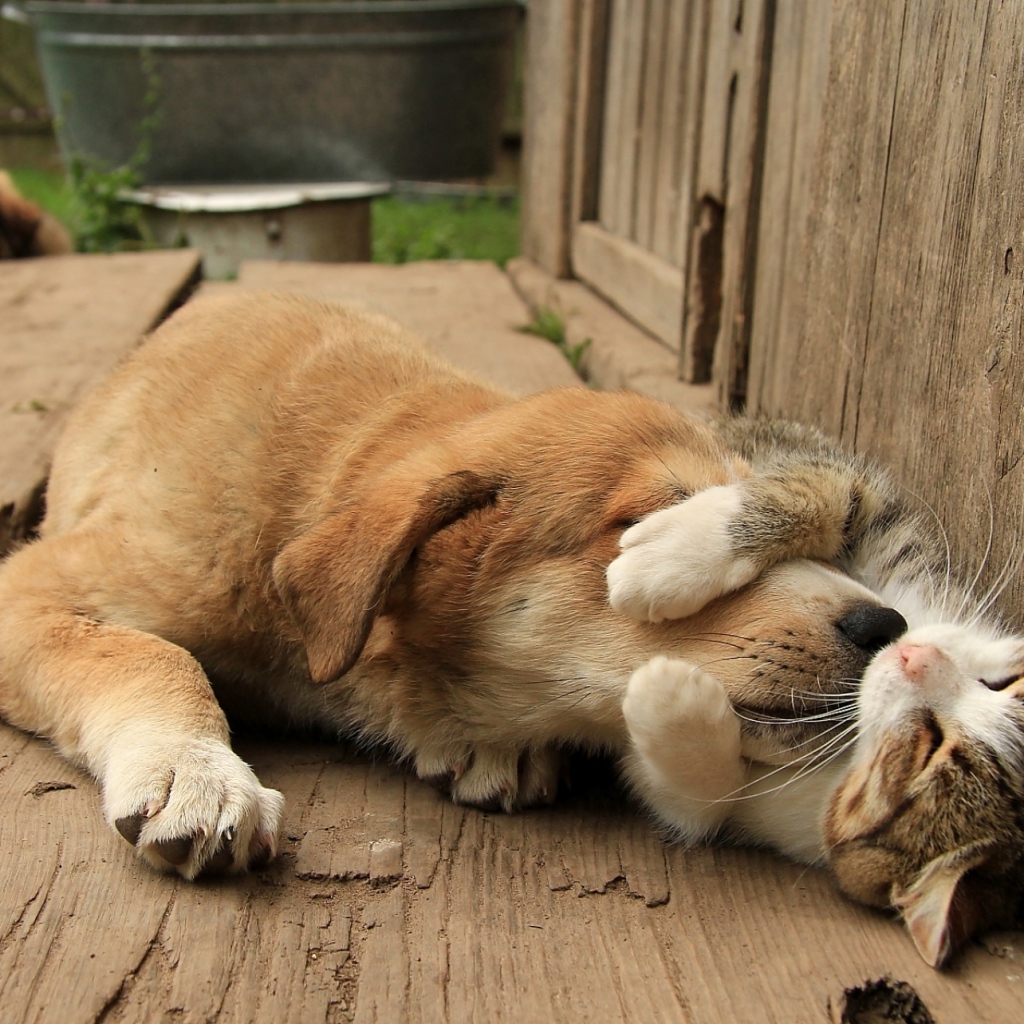 Спящий кот обнимает собаку за морду 