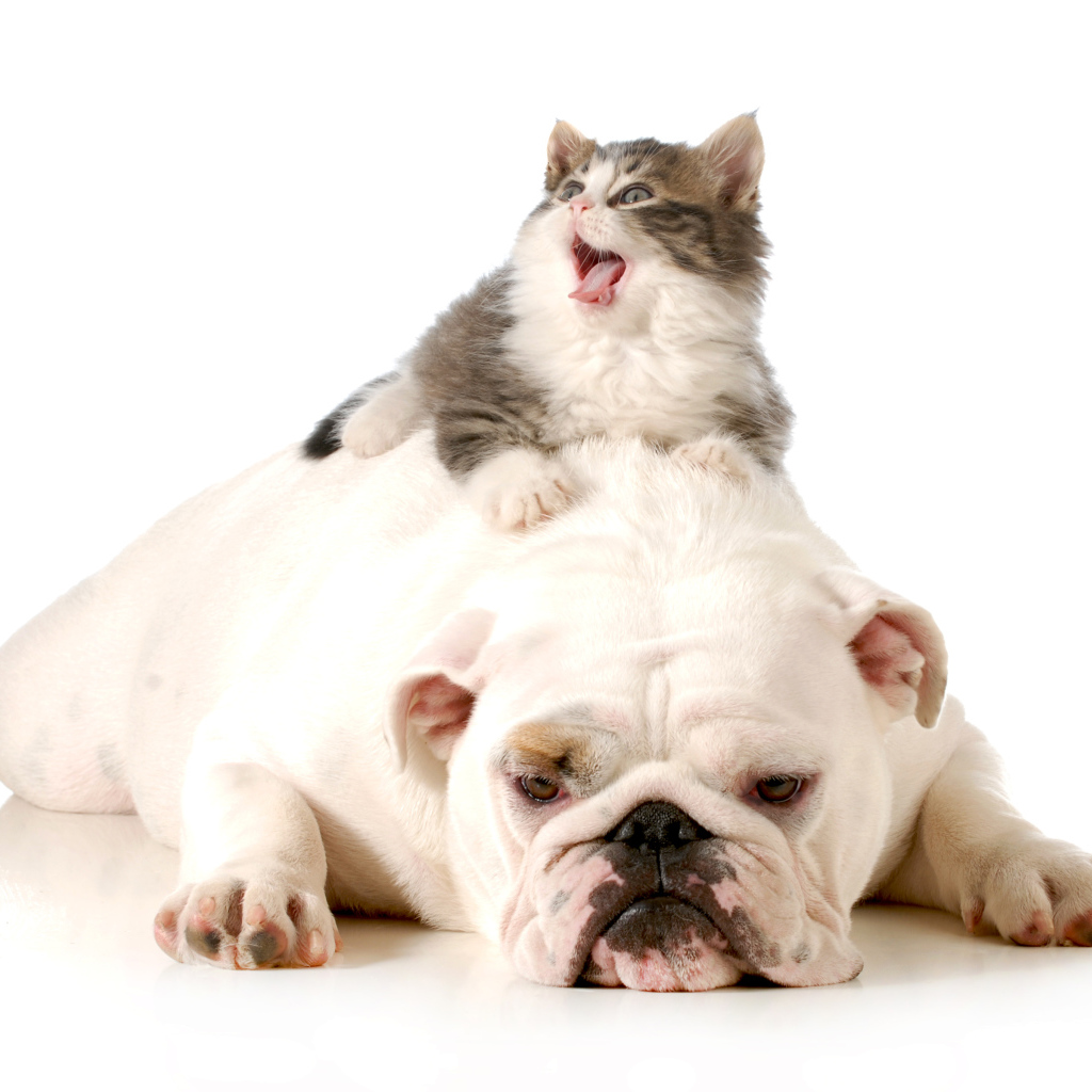 Маленький котенок лежит на грустном английском бульдоге