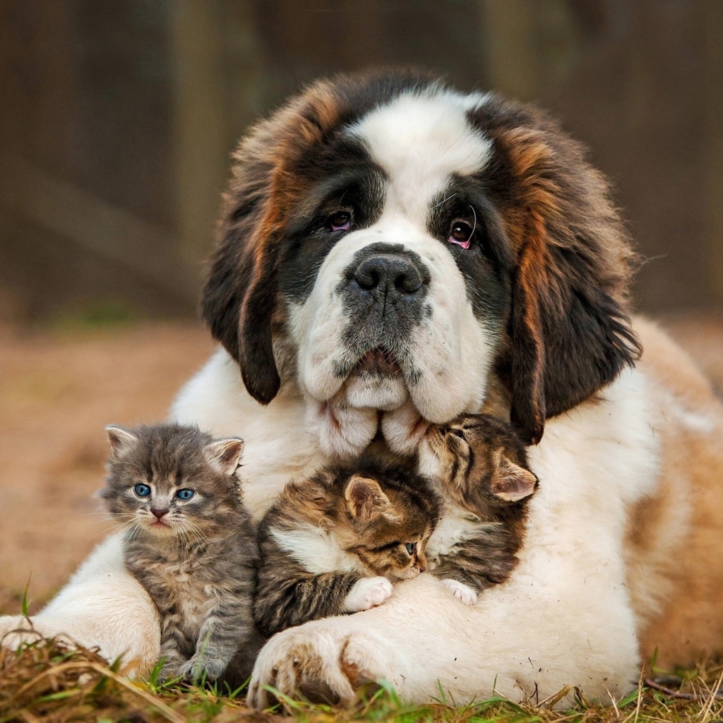 Большой сенбернар с тремя маленькими котятами