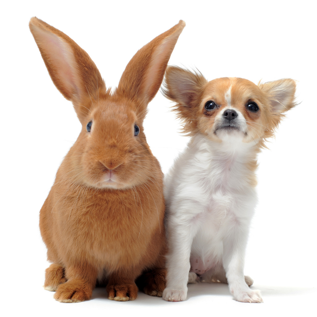 Большой рыжий кролик и чихуахуа на белом фоне