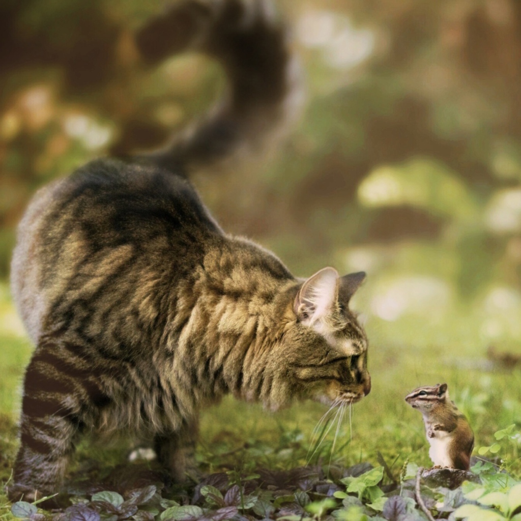 Кошка и бурундук знакомятся в саду