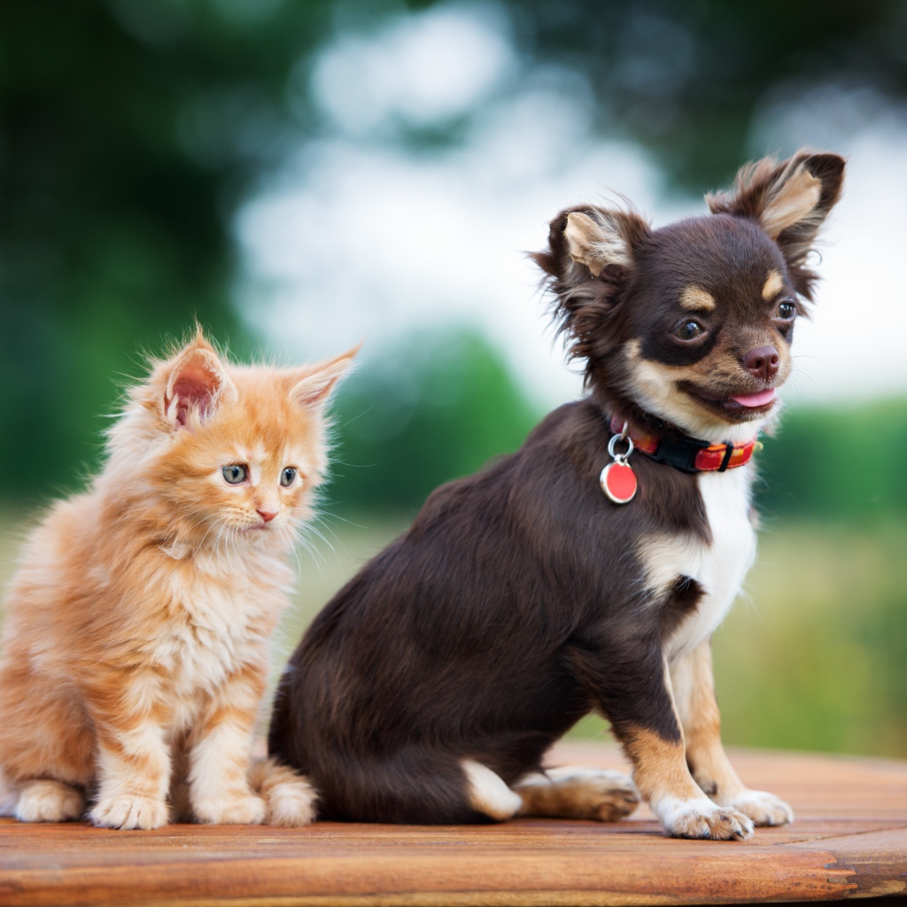 Щенок чихуахуа с маленьким рыжим котенком