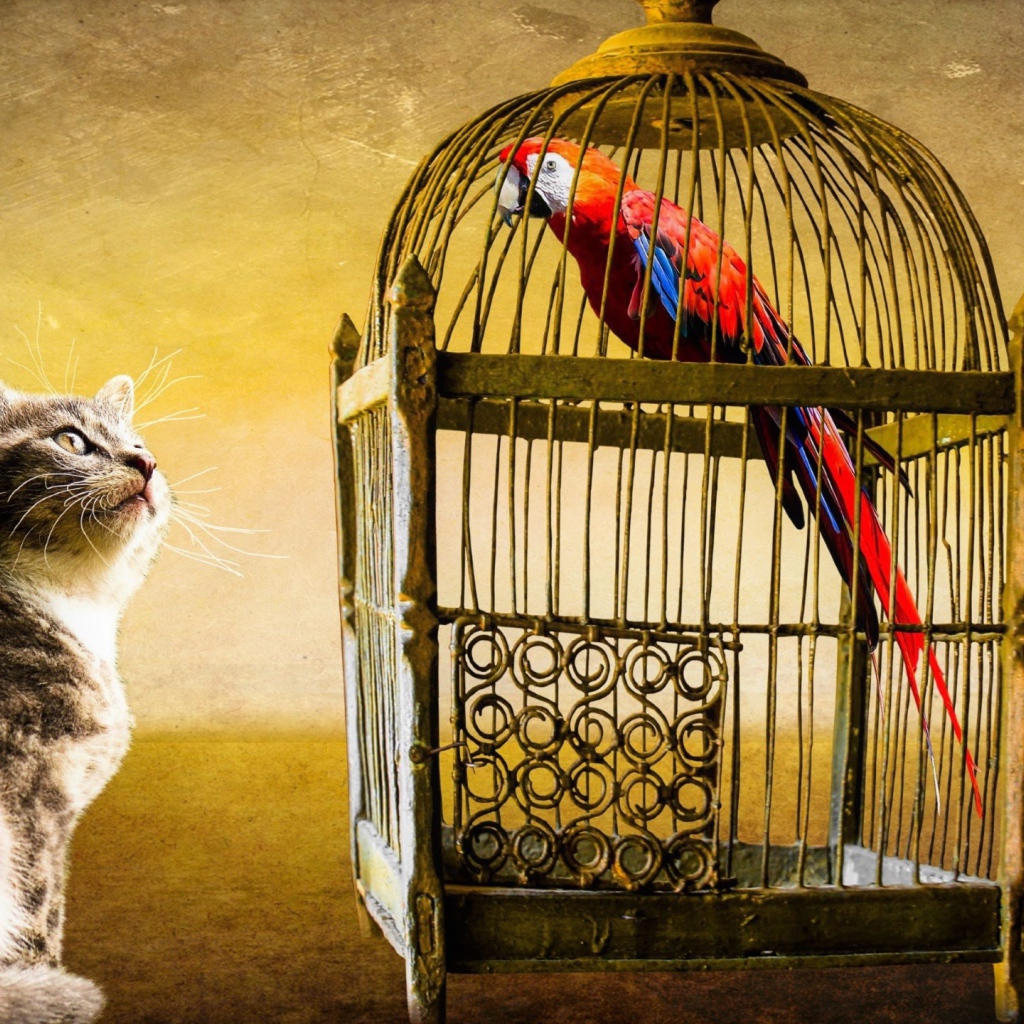 Любопытный котенок смотрит на клетку с попугаем