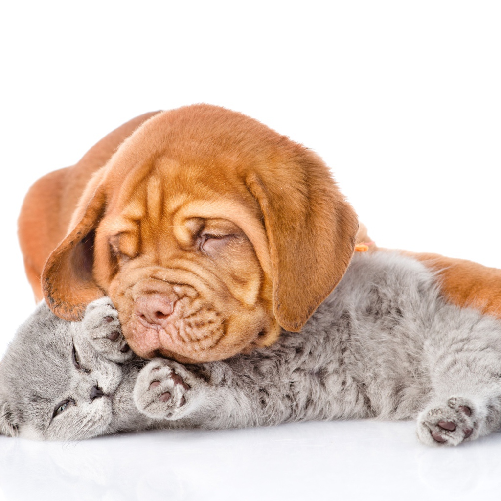 Милый щенок спит с серым котенком на белом фоне