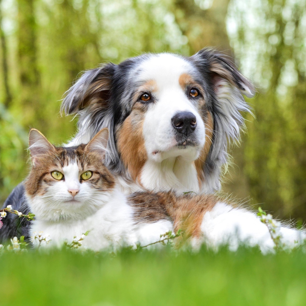 Собака и кот лежат на зеленой траве