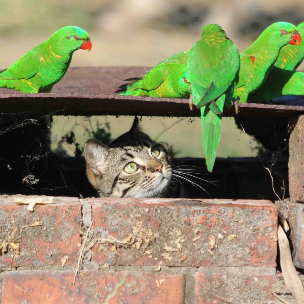 Серый кот следит за зелеными попугаями