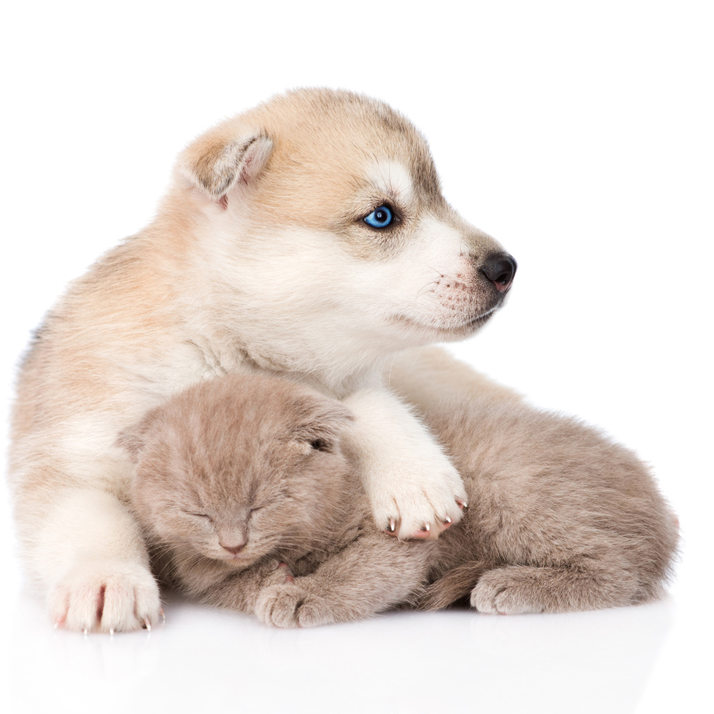 Маленький голубоглазый щенок хаски с котенком на белом фоне