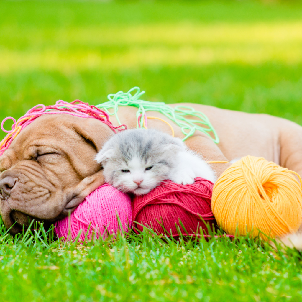 Маленький щенок и котенок спят с клубками нитей на зеленой траве