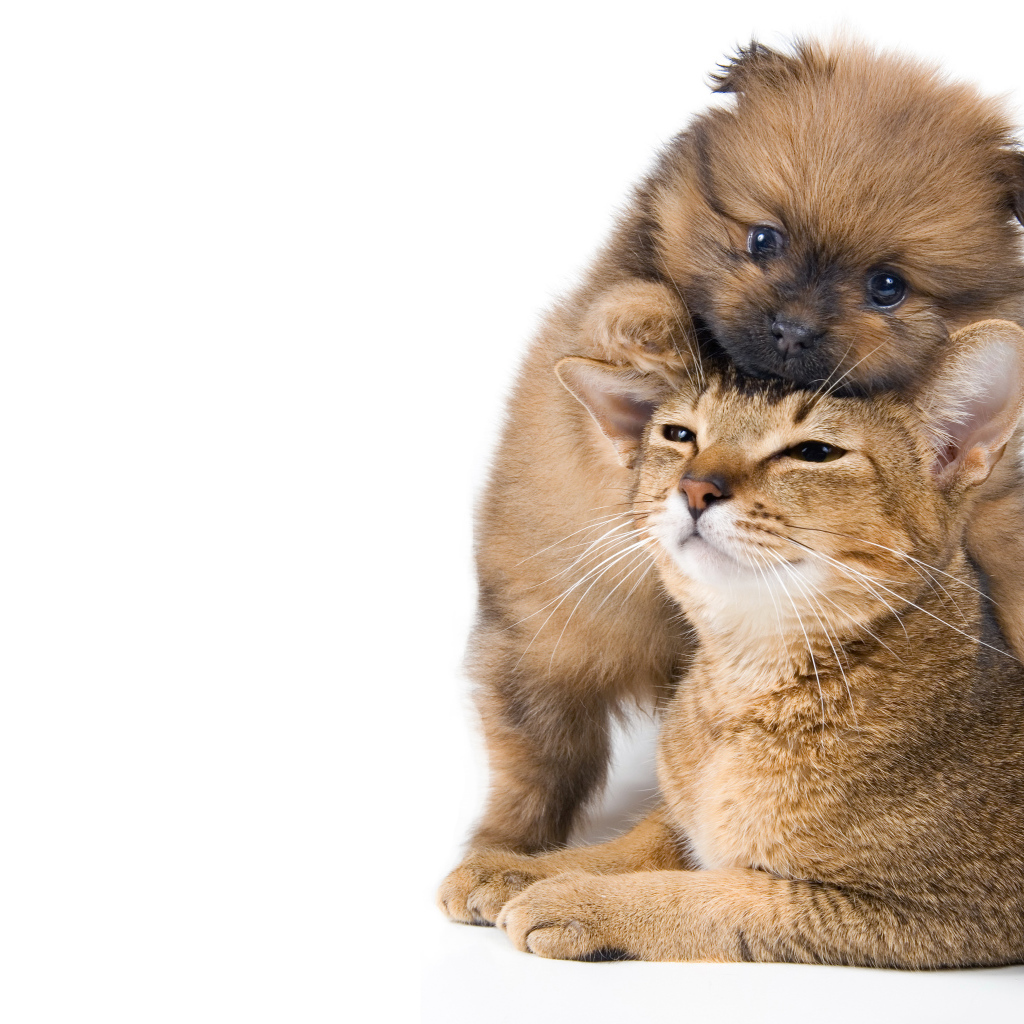 Маленький щенок играет с котом на белом фоне 