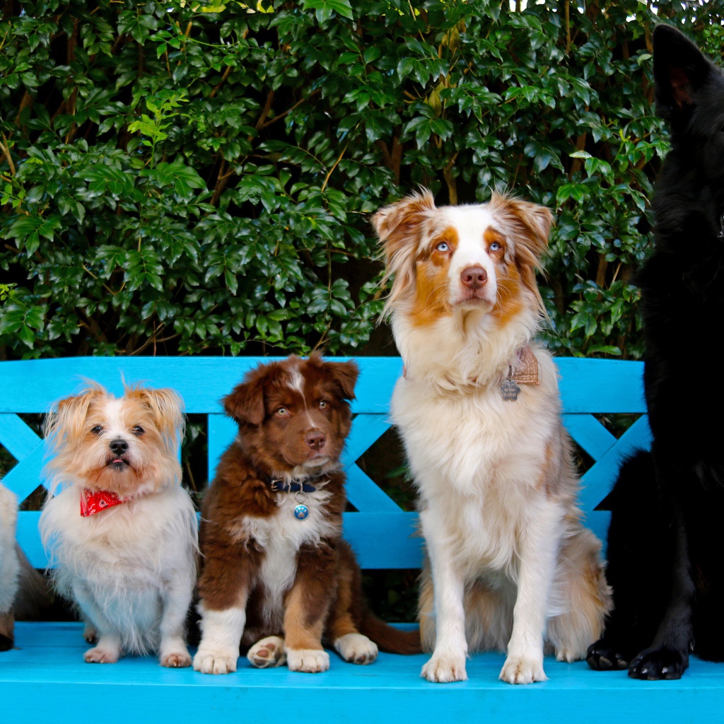 Милые собаки и кот на сидят на лавке 