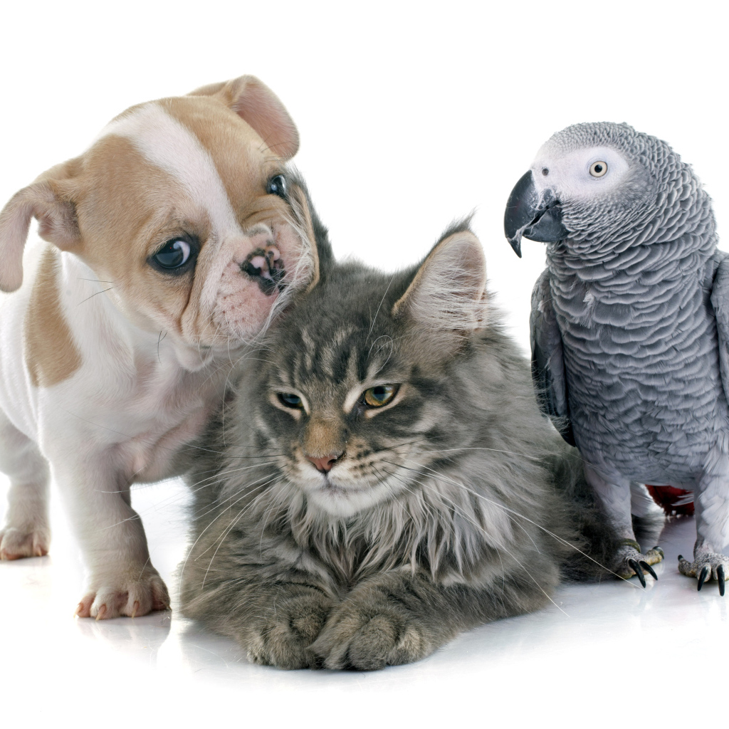 Щенок,  кот и попугай на белом фоне 