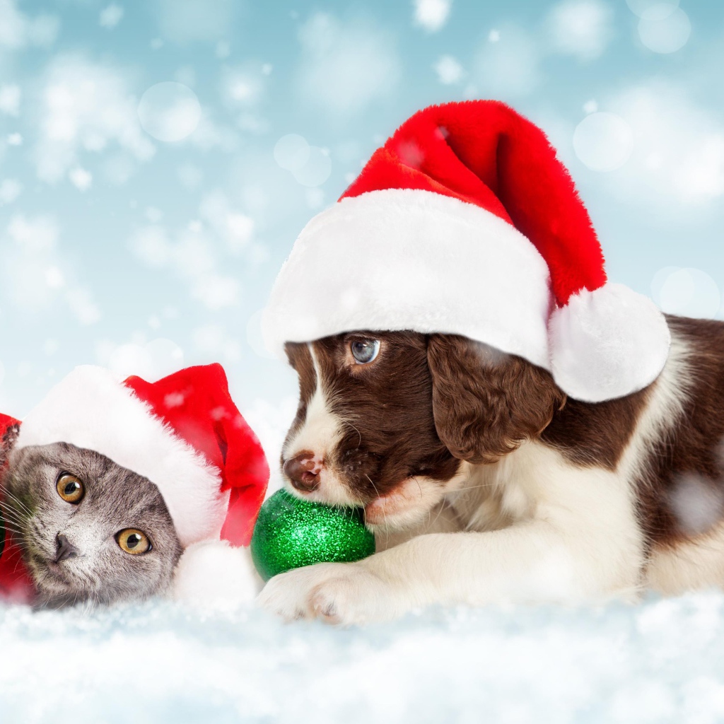 Щенок и котенок в новогодних костюмах на Новый год