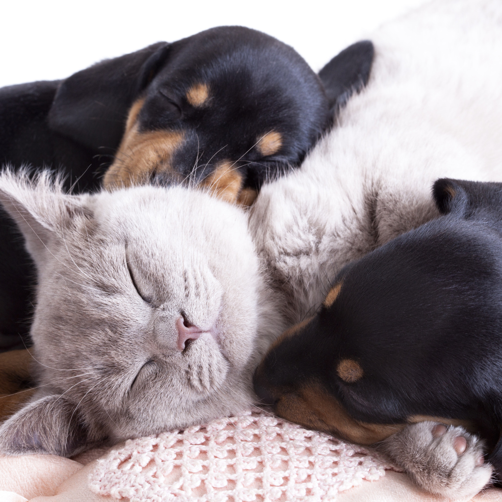 Маленькие спящие щенята и котенок 