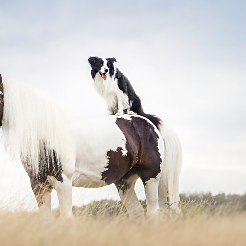 Собака сидит верхом на лошади 