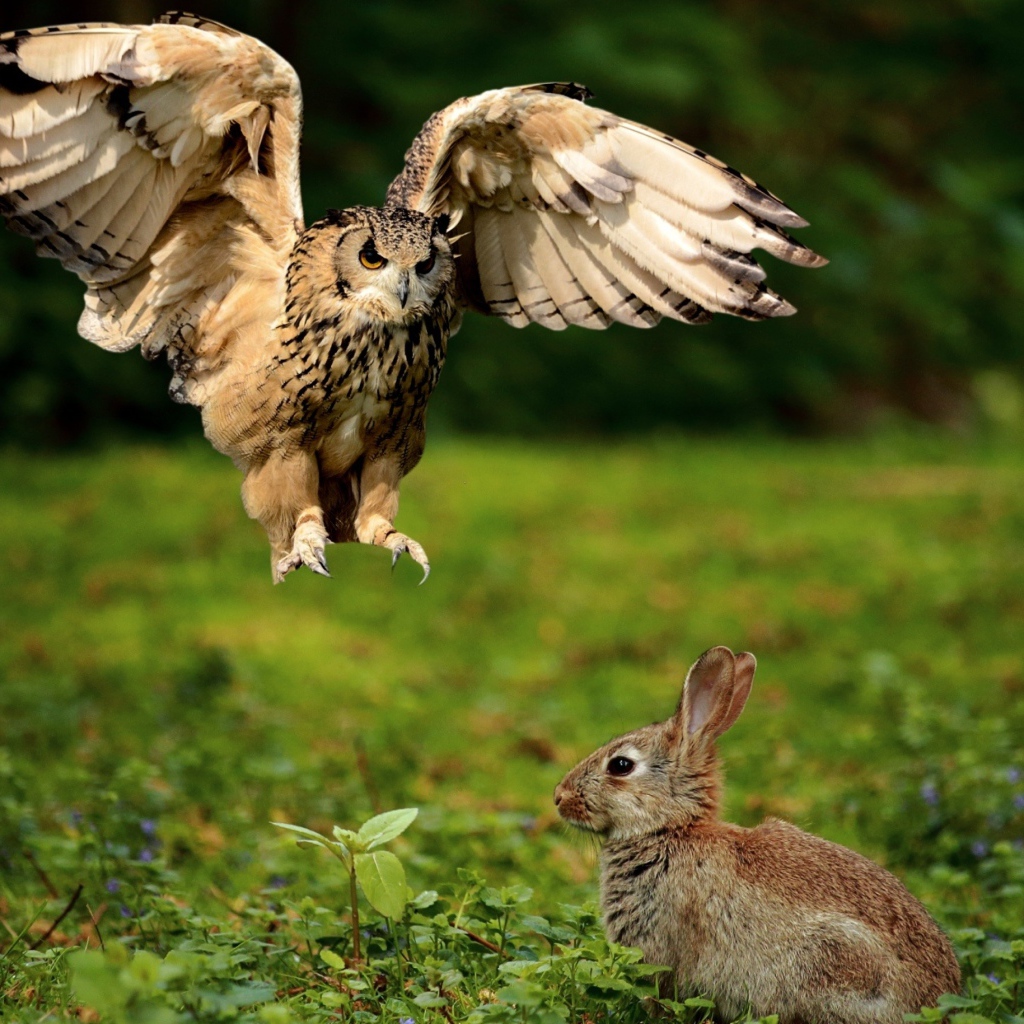 Хищная сова охотится на серого зайца