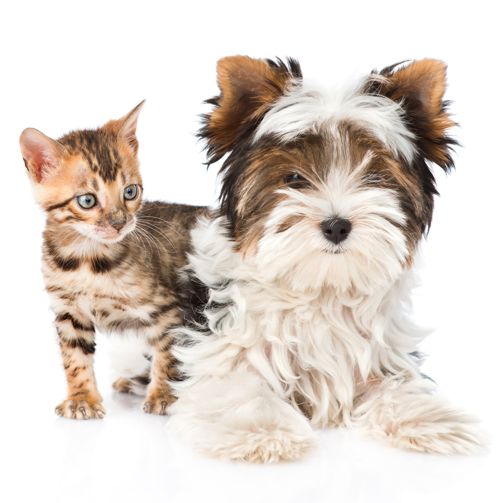 Йоркширский терьер и маленький котенок на белом фоне
