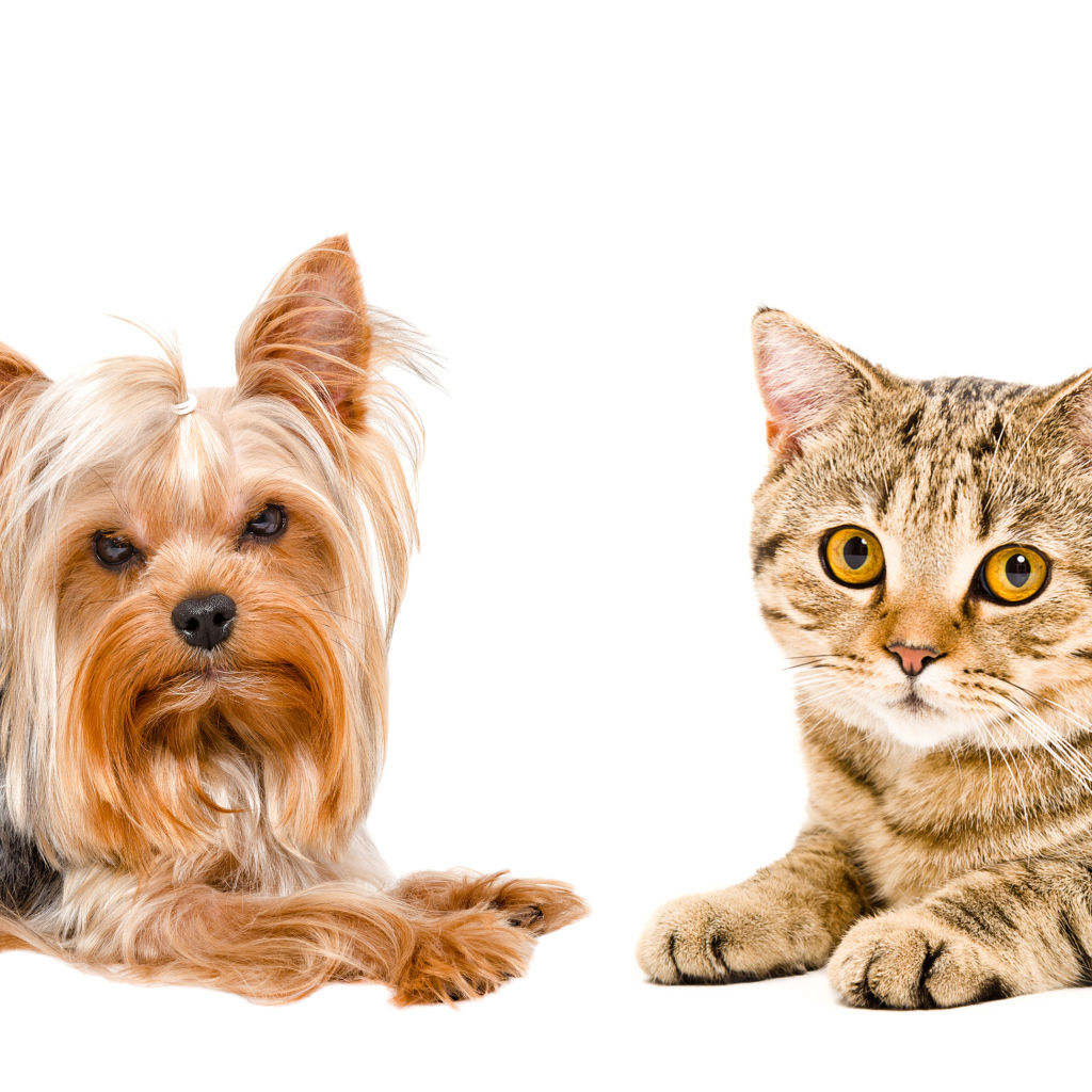 Йоркширский терьер и серый кот с желтыми глазами на белом фоне