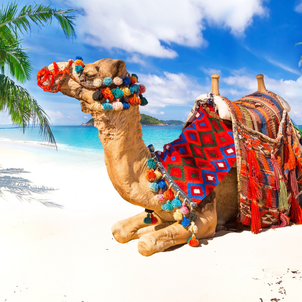 Верблюд лежит на белом песке под красивым голубым небом в тропиках