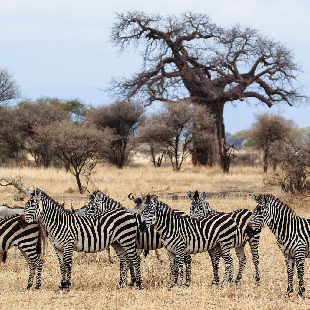 Стадо зебр пасется в африканской саванне