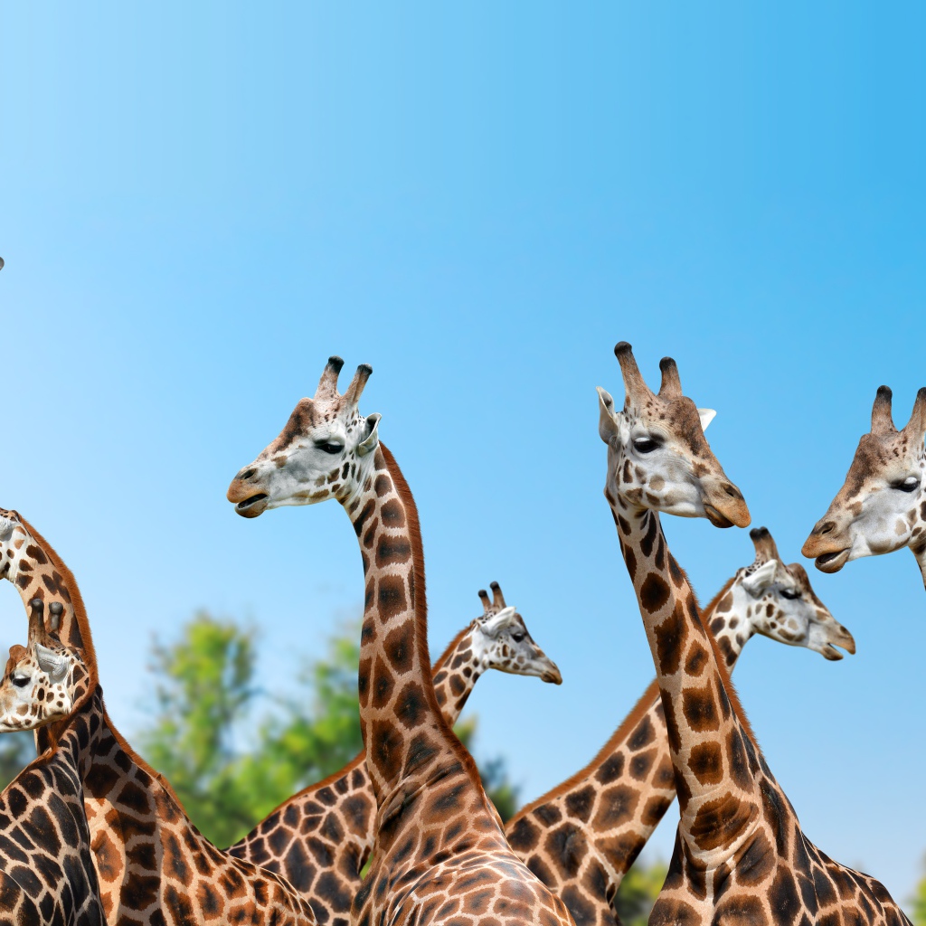 Большие жирафы на фоне голубого неба