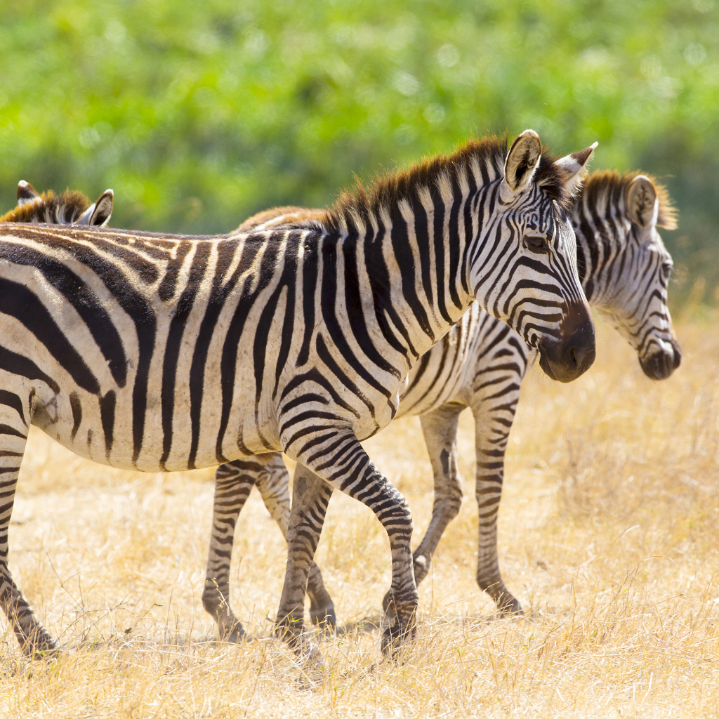 Полосатые зебры гуляют по сухой траве