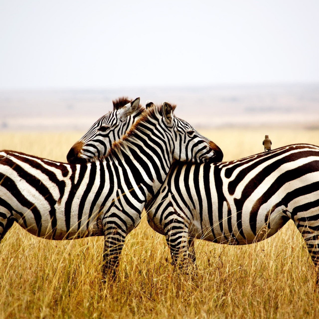 Две полосатые зебры в сухой траве 