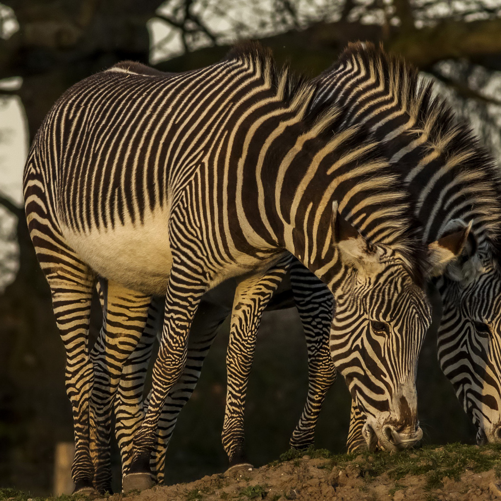 Две зебры рвут зеленую траву