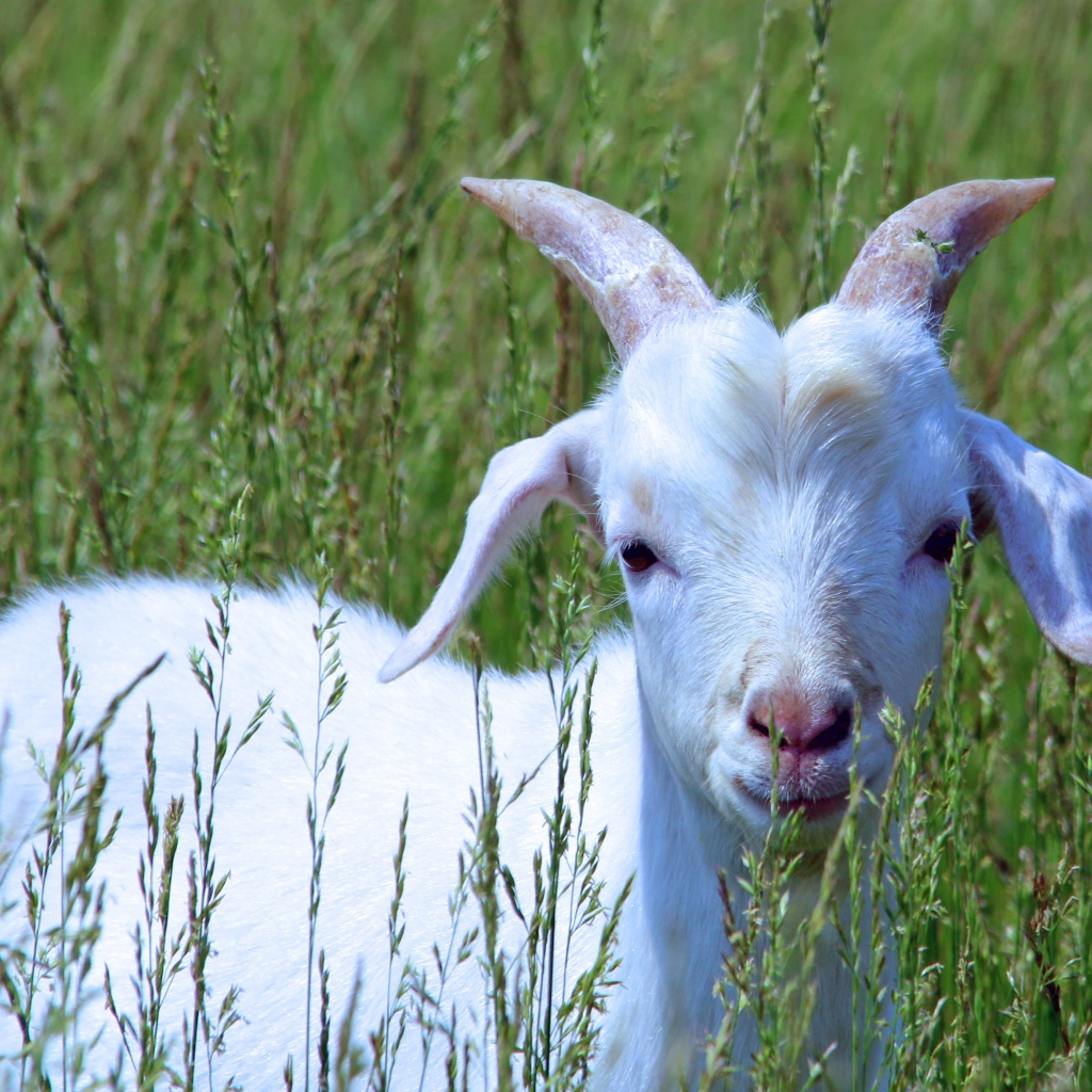 Белый козленок в зеленой траве 