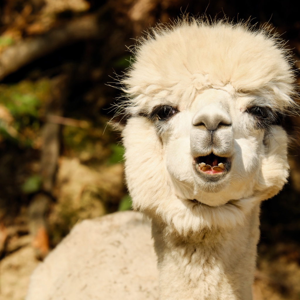 Белый детеныш Альпака
