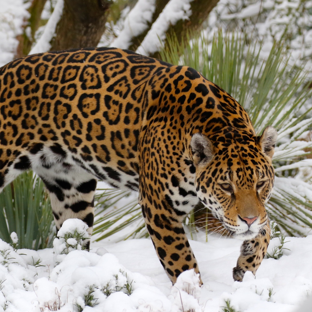 Красивый ягуар крадется по заснеженной земле